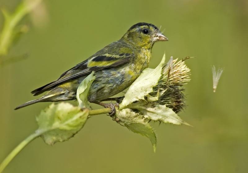 El plumaje de los lúganos refleja su capacidad para encontrar comida