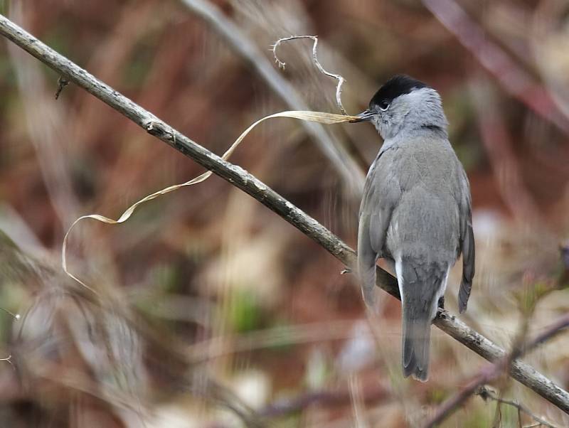 Las aves migratorias se enfrían para acumular energía