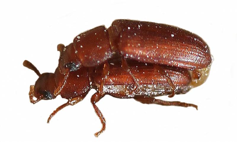 Escarabajas
