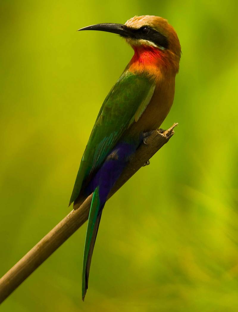 Las hembras fieles fomentan la cría cooperativa entre las aves