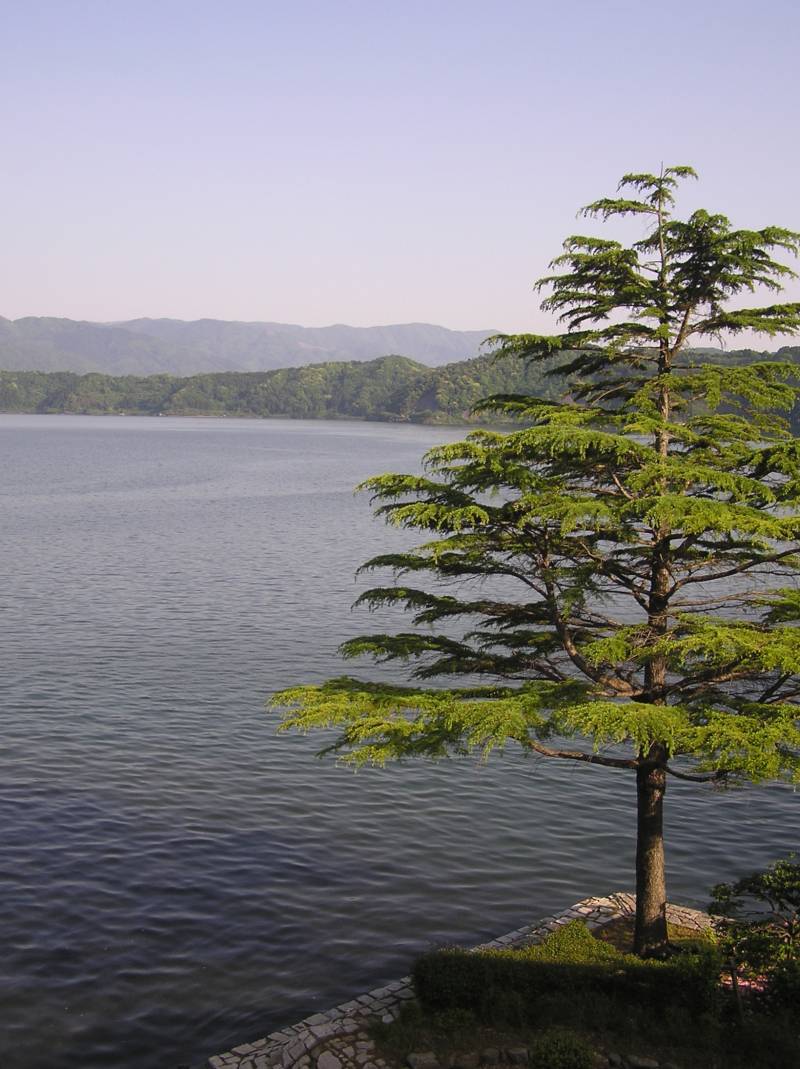 Lago Suigetsu en Japón. Imagen: Christopher Ramsey. 