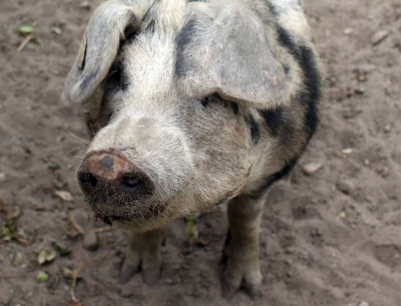 Hace unos 6.600 años los cazadores-recolectores erteböllienses adquirieron cerdos domesticados cuyo pelaje podría ser similar a la de este moderno Bentheimer. / Ben Krause-Kyora.