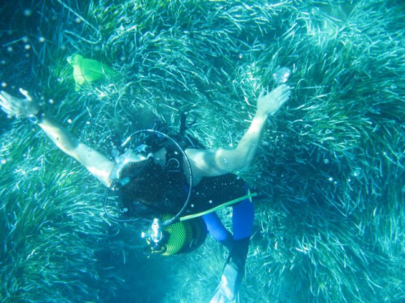 Las praderas de Posidonia reflejan el nivel de contaminación del Mediterráneo