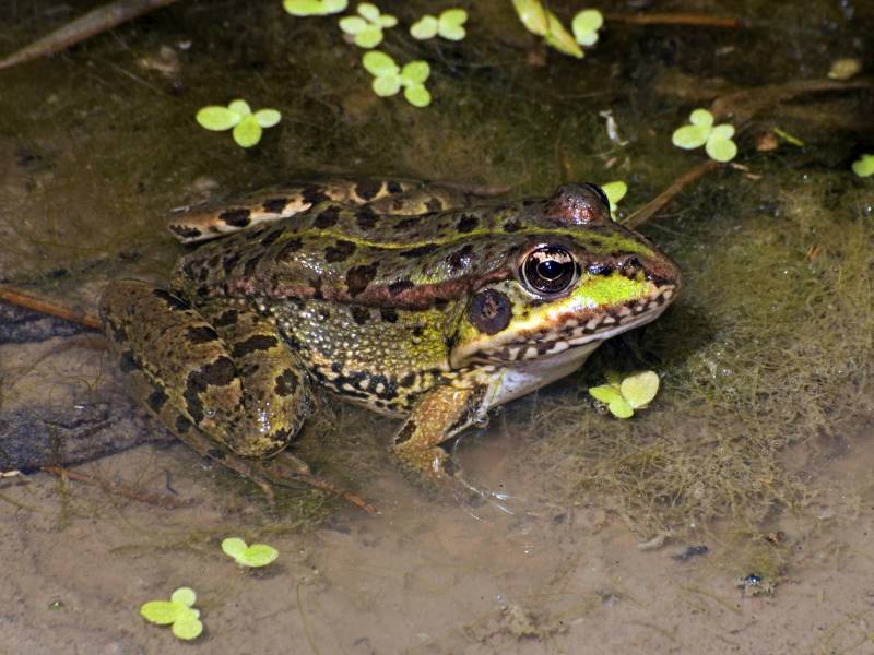 Rana común (Pelophylax perezi). / Germán Orizaola