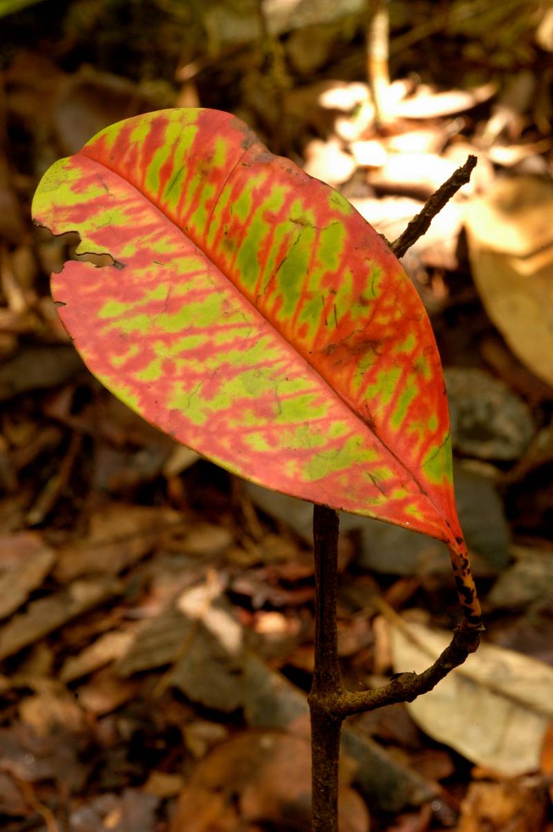 Las sequías sofocan el crecimiento de los árboles en el Amazonas