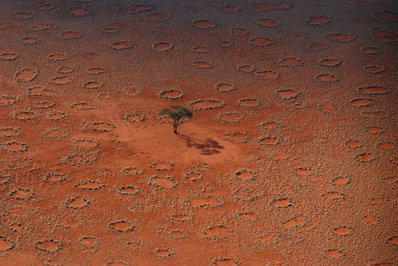 Los círculos de hadas del desierto se forman por la acción de las termitas. / N. Juergens