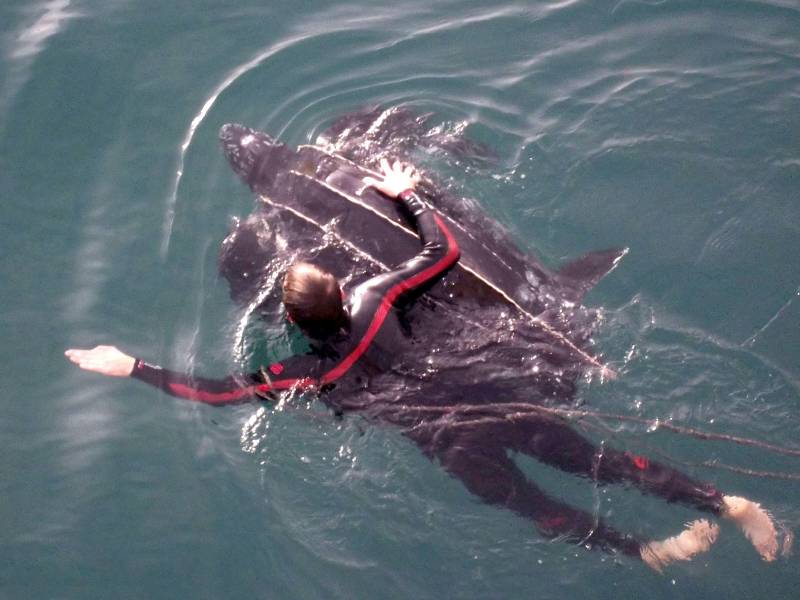 Momento en el que era liberada la tortuga laúd. Imagen: Cepesma