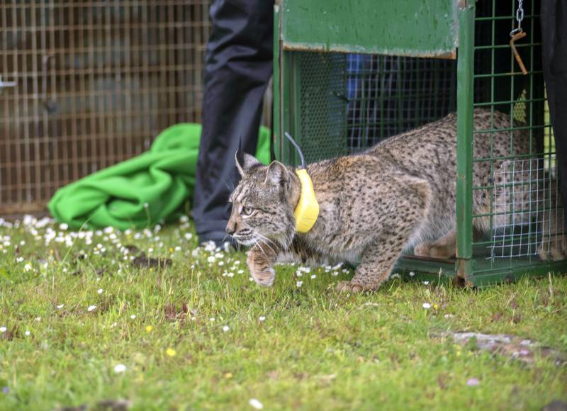 Uno de los dos ejemplares de lince ibérico en su momento de liberación. / Efe