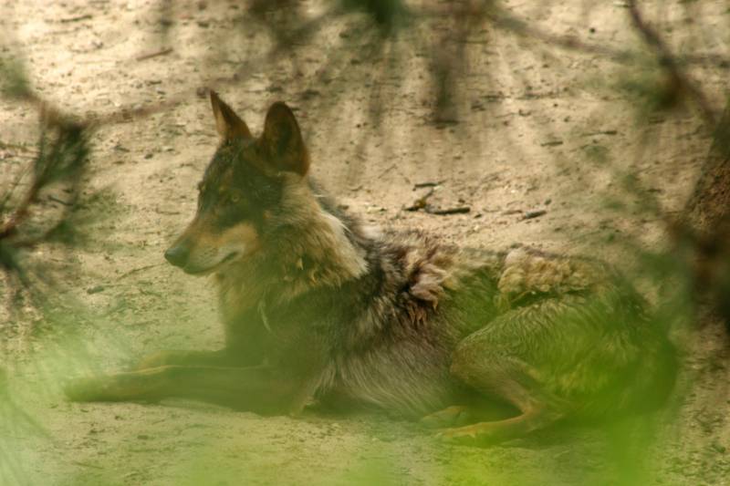 lobo ibérico 