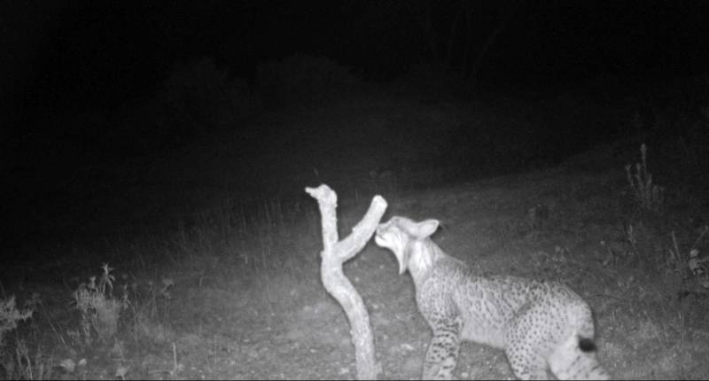  En la imagen, el nuevo lince avistado. / Efe