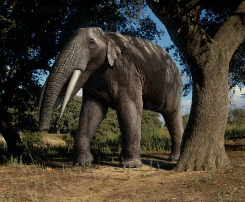 Los investigadores han analizado una buena representación de los grupos faunísticos más abundantes en la Península Ibérica entre el Mioceno final y el Pleistoceno medio./ Mauricio Antón ( MNCN -CSIC)