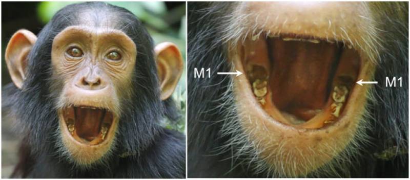 El bebé chimpancé Azania mostrando la aparición de los dos primeros molares inferiores (M1) con 3,1 años de edad. Imagen: Andrew Bernand.