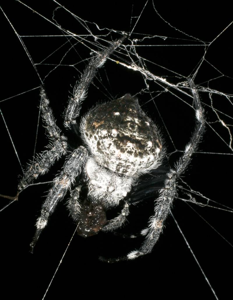 Araña Caerostris darwini.