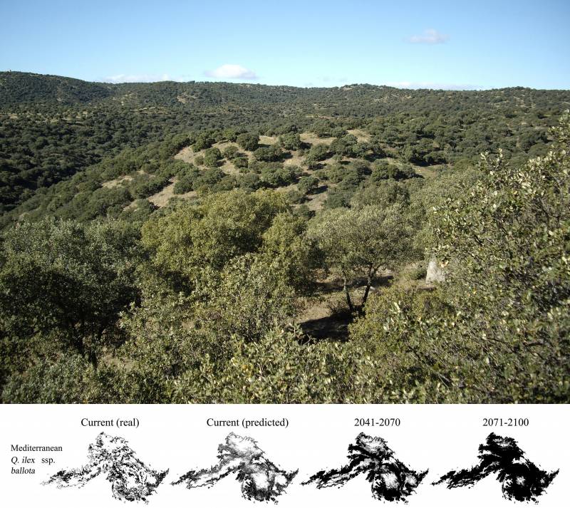 Los encinares ganarán terreno a los bosques norteños por el cambio climático