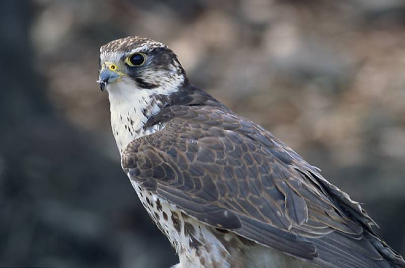 Halcón híbrido Gyr-Saker: Imagen vía Wikipedia