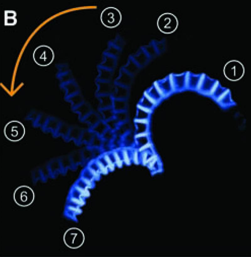 Mecanismo por el cual el helecho disemina sus esporas. Imagen: Science