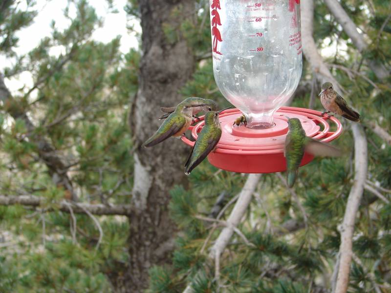 colibrís