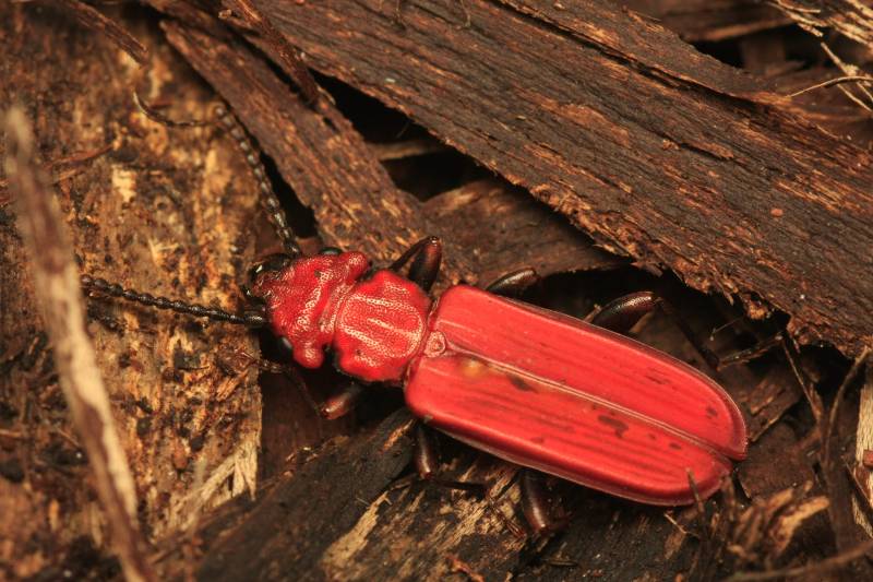 Mariposas, escarabajos y libélulas europeos van camino de la extinción 