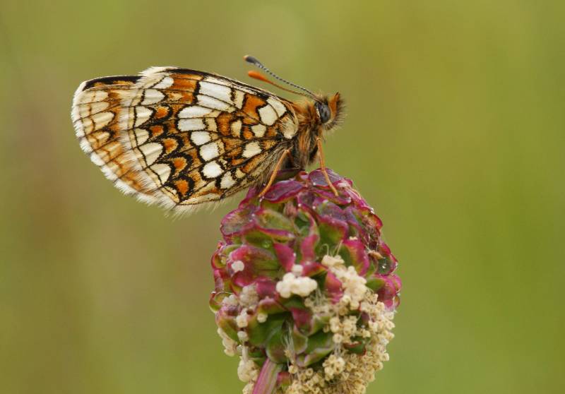 Mariposas, escarabajos y libélulas europeos van camino de la extinción 