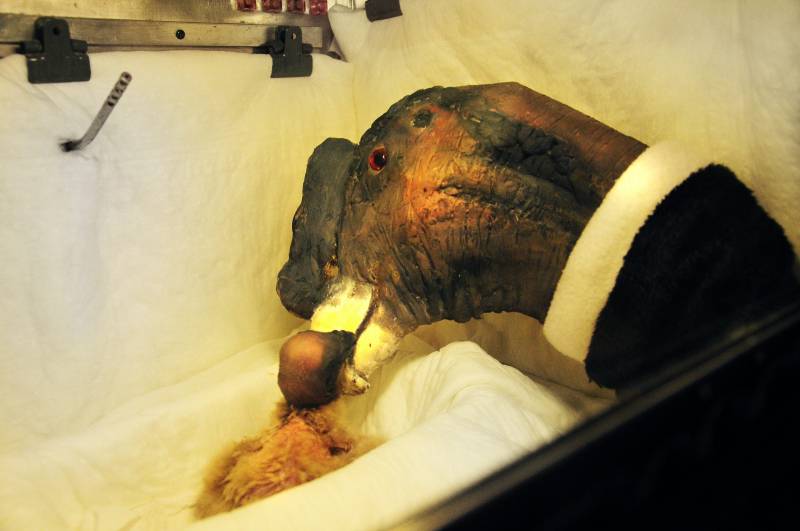 Ejemplar recién nacido de cóndor andino. Imagen: Efe