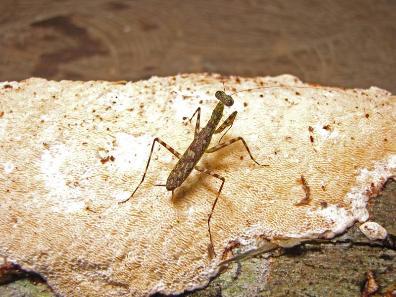 Una nueva especie de mantis religiosa