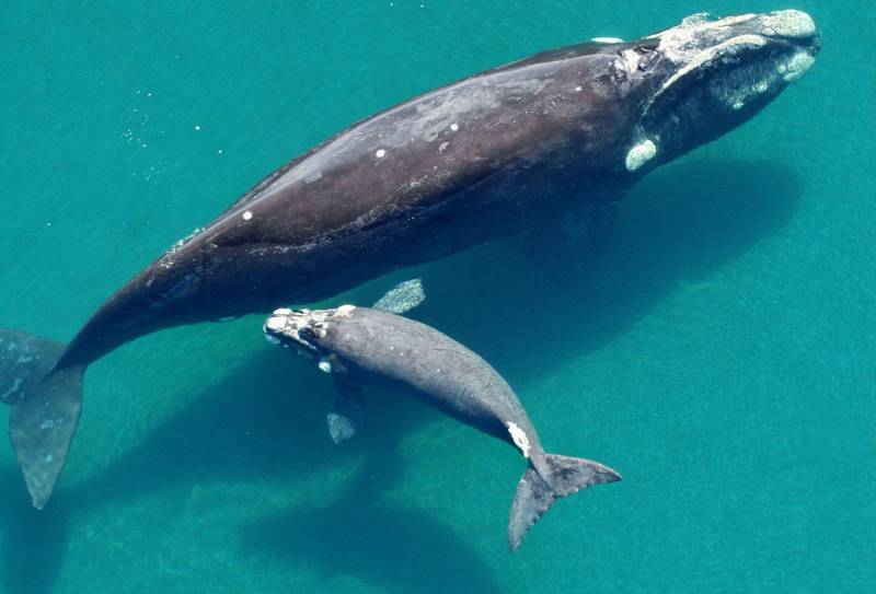 Ballena bautizada como Alfonsina junto a un ballenato. /Efe