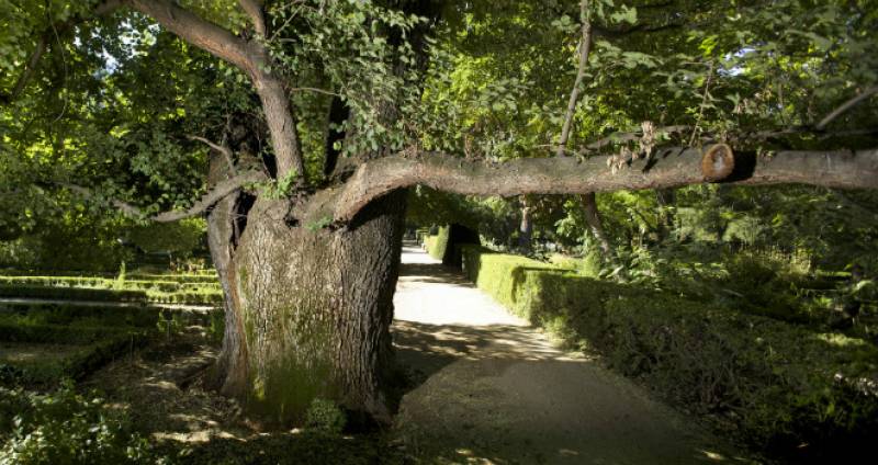El olmo singular del Jardín Botánico, apodado Pantalones. / CSIC.