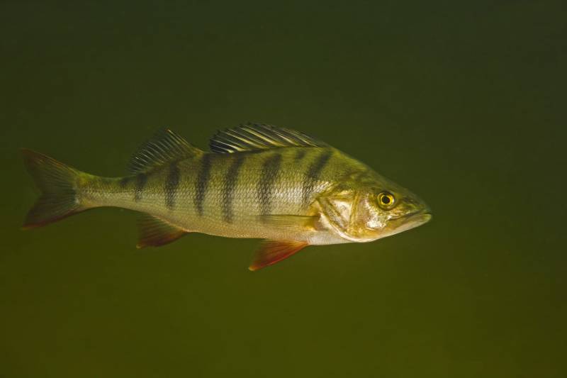 Perca fluviatilis usada en el estudio. / Bent Christensen.