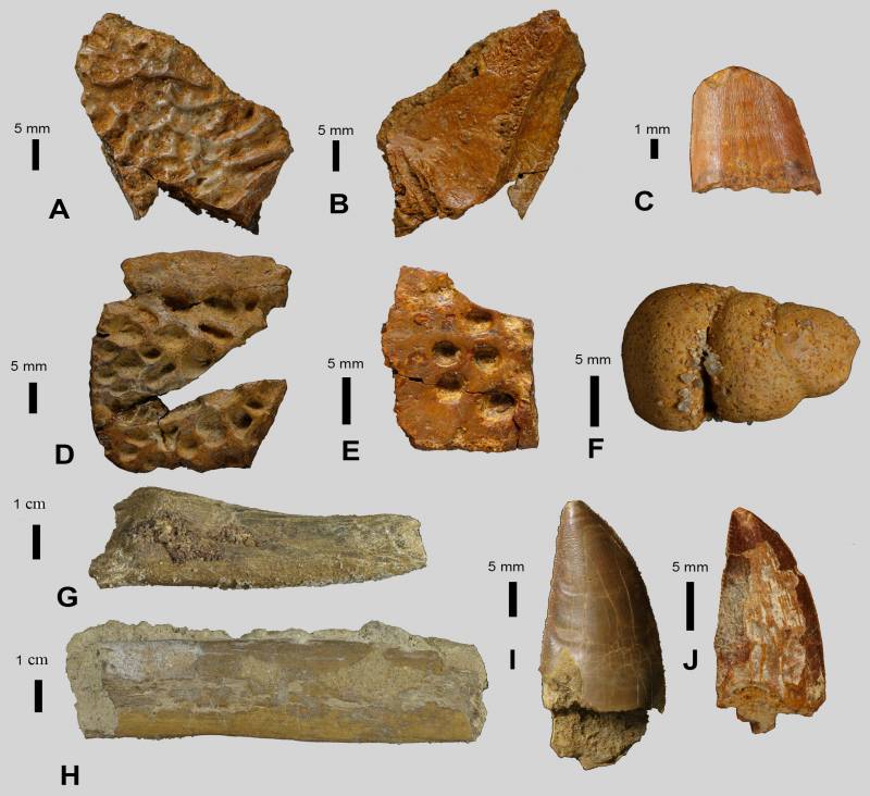En la fotografía se ven restos de cocodrilos (A-E), coprolitos (F), vertebrados indeterminados (G-H) y dinosaurios (I-J). Imagen: CretRes. 