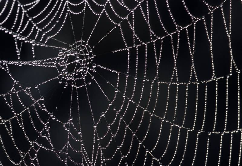 tela de araña con gotas de agua