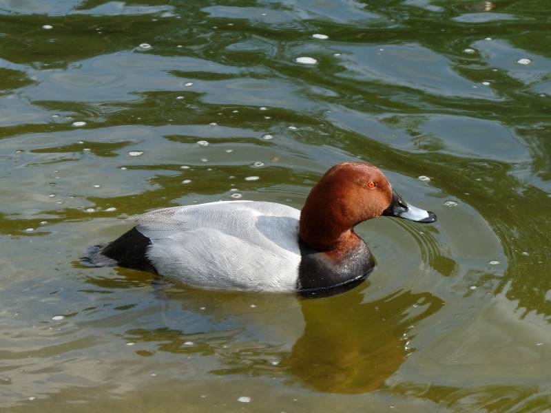 El porrón europeo en el agua