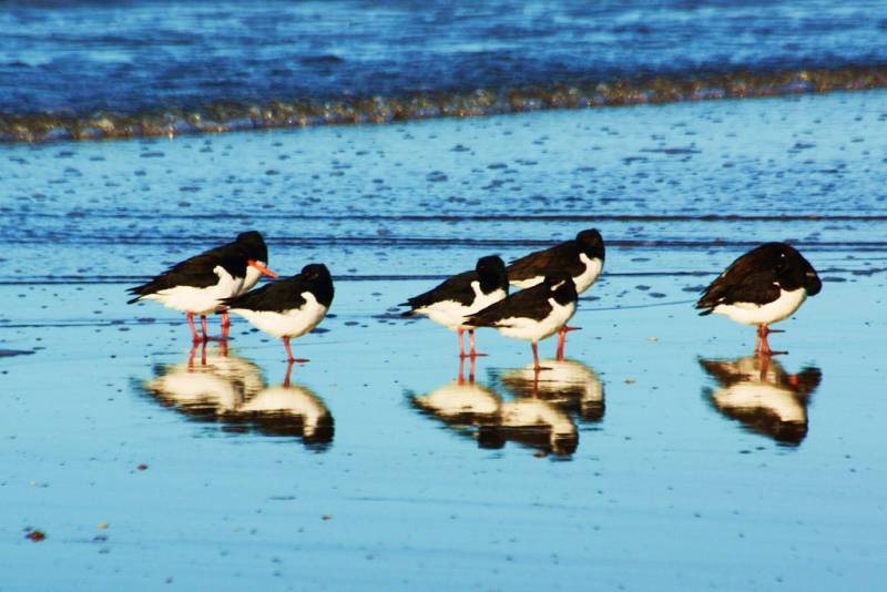 Se aprueba el Plan estratégico del Patrimonio Natural y de la Biodiversidad