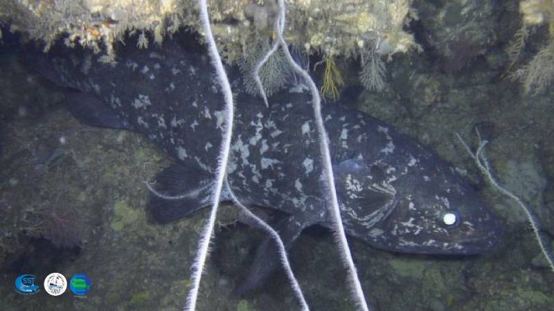 Los genes del celacanto evolucionan a un ritmo considerablemente más lento que los de los tetrápodos. / Nature.