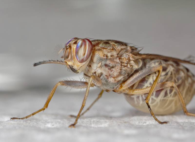 Mosca tse-tsé hembra embarazada