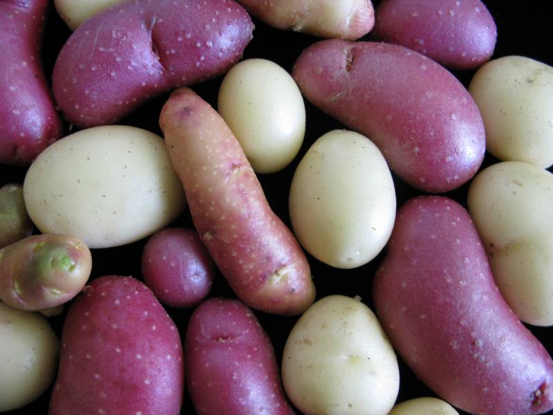 Mezcla de patatas.