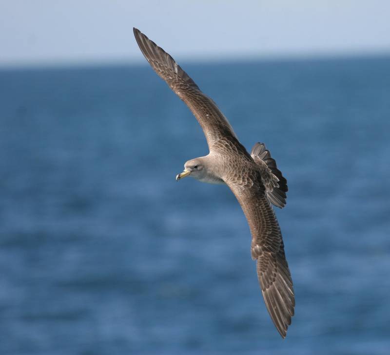 Pardela cenicienta, ave del año 2013. /Pep Arcos (SEO-BirdLife) 