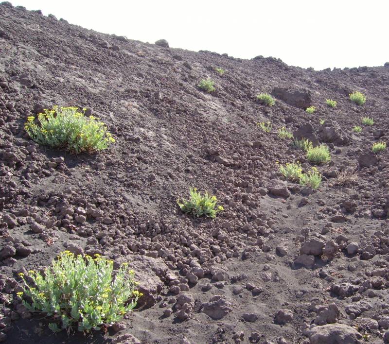 Ejemplar de Senecio aethnensis sobre el Monte Etna (Italia). Imagen: Adrian Brennan.