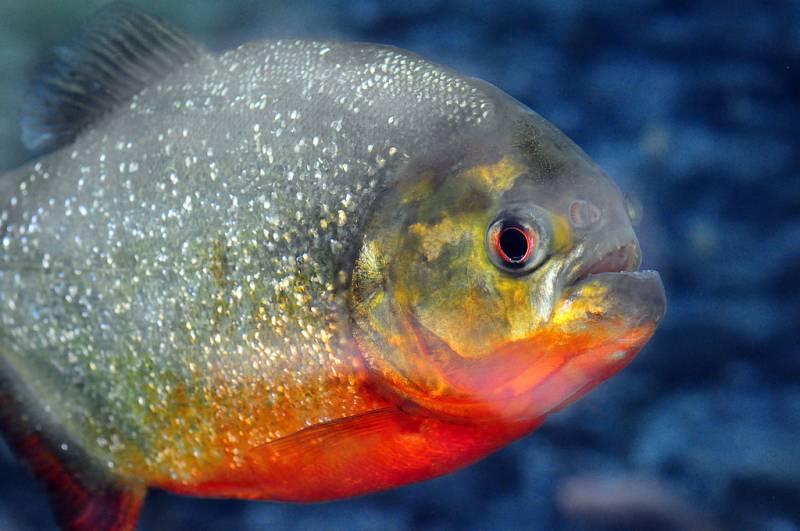 Pirañas de vientre rojo (Pygocentrus nattereri)