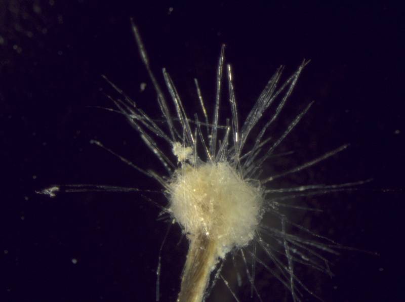 Imagen del Spiculosiphon oceana. /Oceana 