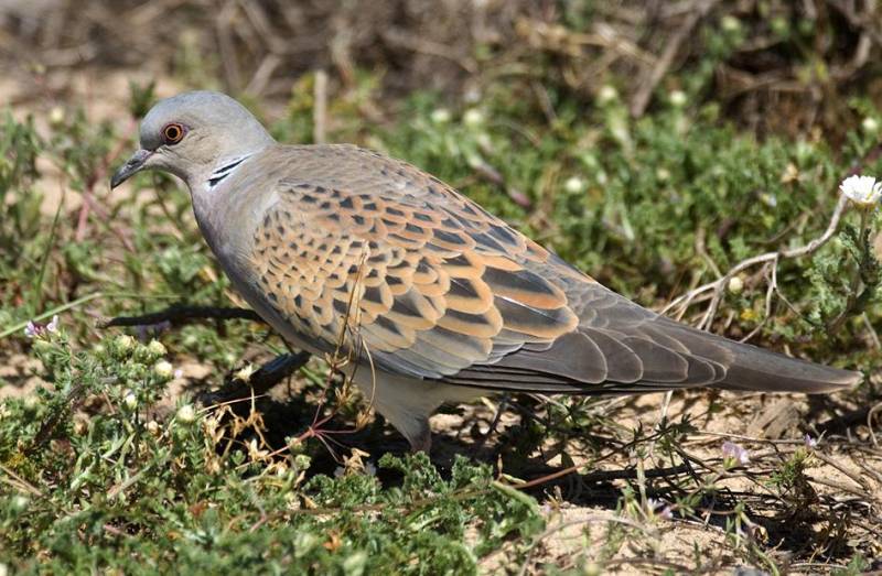 La tórtola europea, streptopelia turtur, es un ave de tamaño mediano y aspecto grácil.