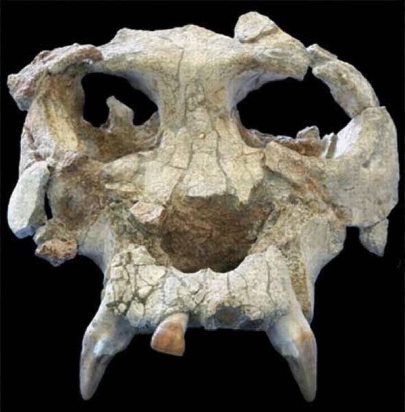 Cráneo de Pierolapithecus catalaunicus, recuperado en 2002 en el vertedero de Can Mata (Els Hostalets de Pierola. 