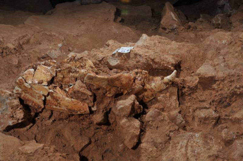 Restos del cráneo de Ursus dolinensis, que ha sido presentado hoy en Atapuerca. Imagen: Jordi Mestre | IPHES.  