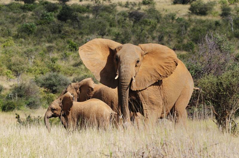 La población de elefantes está disminuyendo a un ritmo del 2% cada año en África a causa de la caza furtiva. / Miquel García