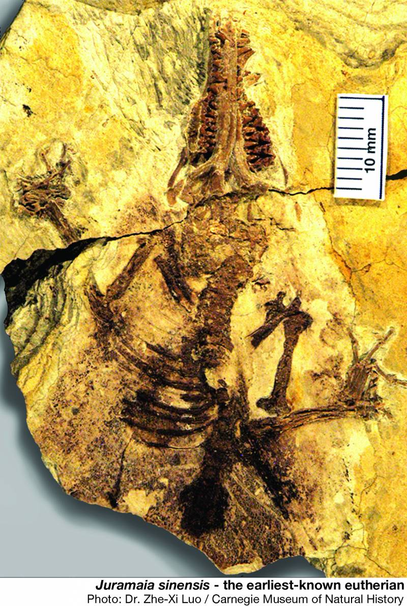 Un fósil de 160 millones de años revela el origen de los mamíferos con placenta