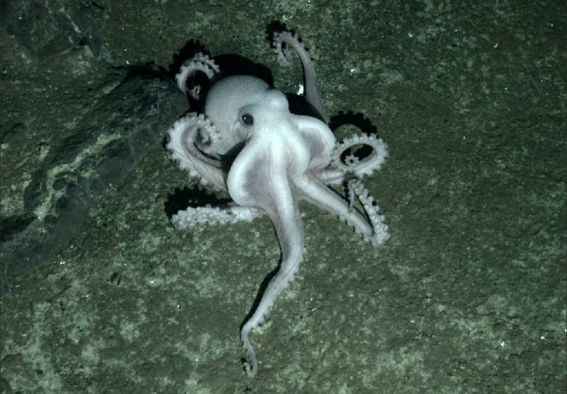 Imagen del pulpo en aguas de la Antártida