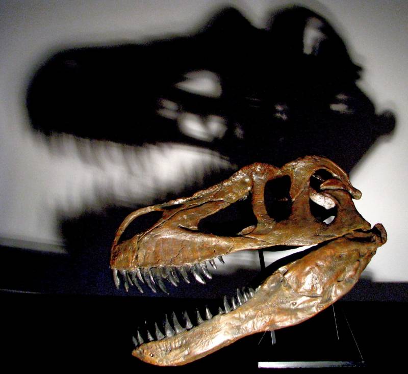 Los investigadores estiman que este nuevo ejemplar podría alcanzar los 10 metros de largo. /Christophe Hendrickx