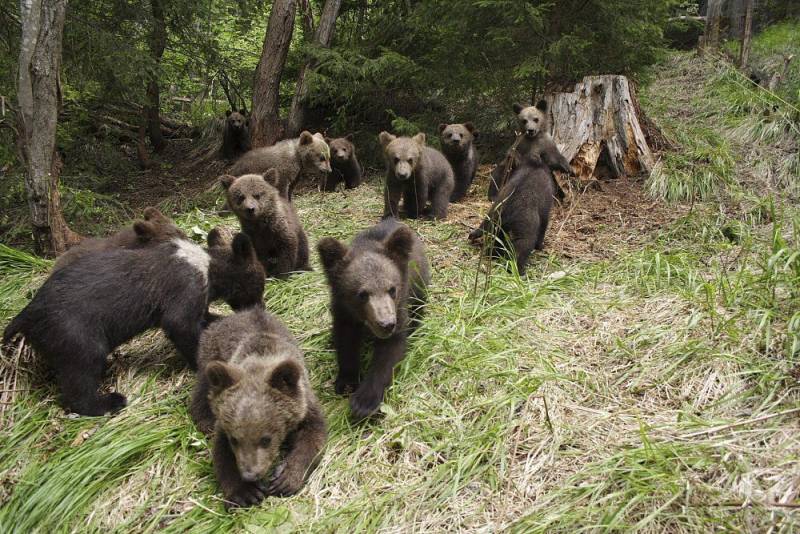 Un grupo de oseznos en el Centro de Recuperación de Osos Huérfanos de Europa. / Efe