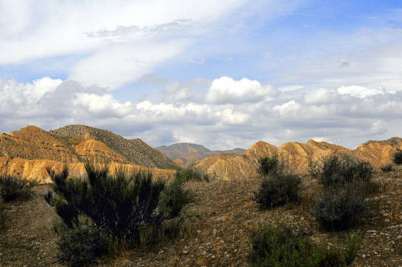 Una misma planta puede dificultar el crecimiento a unas especies y favorecer a otraspuede 