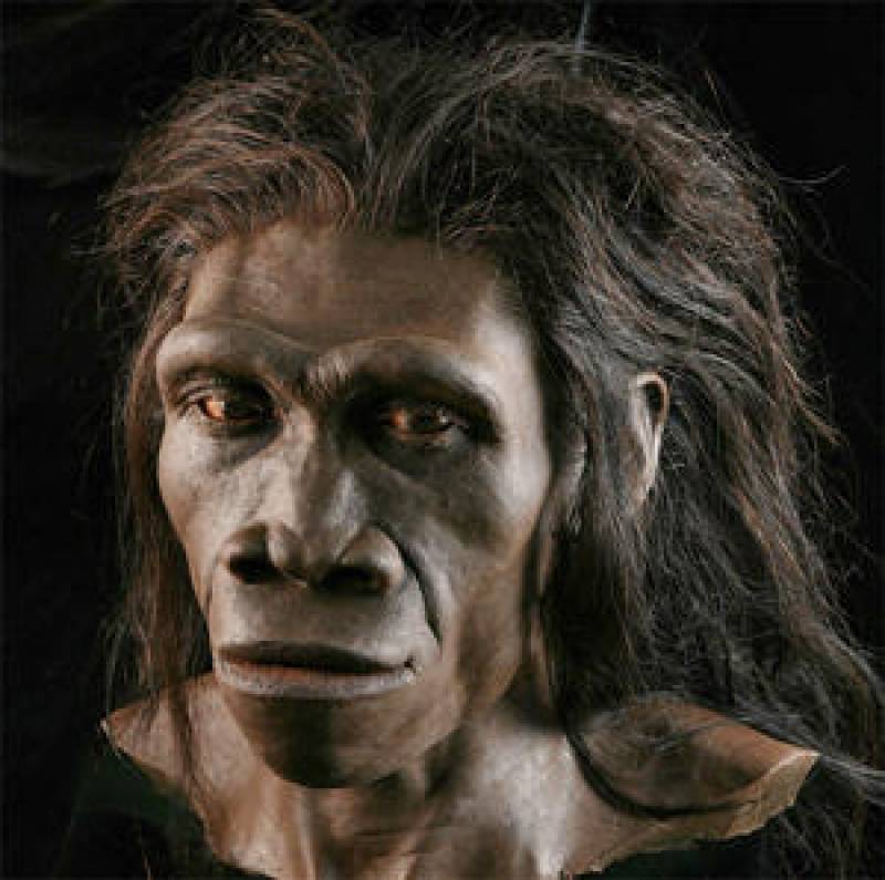 Homo erectus