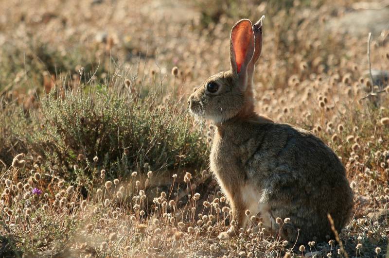 El descenso de las abundancias de conejo ha venido acompañado por una disminución notable del número de cachorros de lince ibérico nacidos en el campo entre 2012 (78 cachorros) y 2013 (54), según datos de la Junta de Andalucía y el Proyecto Life-Lince. / Miguel Delibes-Mateos.